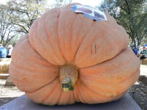 giant-pumpkin-wikipedia